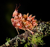 Spiny flower mantis (Pseudocreobotra wahlbergii) captive, from South and East Africa.