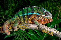 Panther chameleon (Furcifer pardalis) captive, from Madagascar