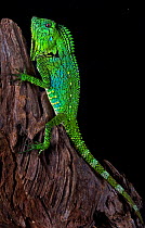 Angle headed lizard (Gonocephalus doriae) captive, occurs in Indonesia, Malaysia, Thailand.