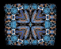 Kaleidoscope pattern formed from picture of Greenbottle blue tarantula (Chromatopelma cyaneopubescens) - see original image number 01482830 EMBARGOED FOR NAT GEO UNTIL the end of 2015