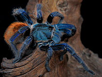 Greenbottle blue tarantula (Chromatopelma cyaneopubescens), captive, from Venezuela