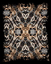 Kaleidoscope pattern formed from picture of Peruvian blonde tarantula (Lasiodora polycuspulatus) - see original image number 01482832
