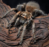 Peruvian Blonde tarantula (Lasiodora polycuspulatus), captive female.