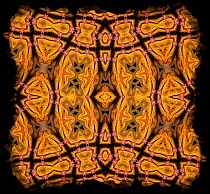 Kaleidoscope pattern formed from picture of Bearded Dragon (Pogona vitticeps)