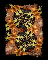 Kaleidoscope pattern formed from picture of Common iguana (Iguana iguana) - see original image number 01482835