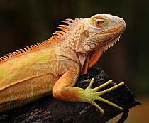 Common iguana (Iguana iguana), captive, from Central and South America