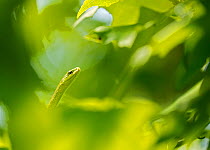 Rough Green Snake (Opheodrys aestivus) in undergrowth, Southern Appalachians, South Carolina, USA, North America, June.
