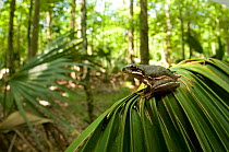 Squirrel Tree Frog (Hyla squirella) sitting on leaf, Jean Lafitte National Historical Park and Preserve, New Orleans, Louisiana, USA,  May.