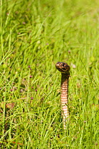 Coachwhip snake (Masticophis flagellum) in coastal dune grassland,  Little Saint Simon's Island, Georgia, USA, May.