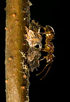 Winter Ants (Prenolepis imparis) tending nymphs of the Two-Marked Treehopper (Enchenopa binotata) Southern Appalachians South Carolina, USA, May.