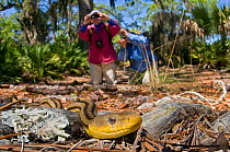 Tourists photographing Yellow Rat Snake (Pantherophis obsoleta quadravittata) Little Saint Simon's Island, Georgia, USA, May 203.,