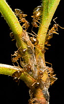 Winter Ants (Prenolepis imparis) tending nymphs of the Two-Marked Treehopper (Enchenopa binotata) on a Viburnum leaf, Southern Appalachians South Carolina, USA, April.