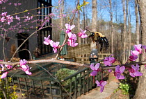 Eastern Carpenter Bee (Xylocopa virginica) flying around a flowering Eastern Redbud tree (Cercis canadensis), Southern Appalachians, South Carolina, USA, April.