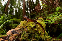 Ensatina salamander (Ensatina eschscholtzii) in habitat, Muir Woods, near San Francisco, California, USA, March.