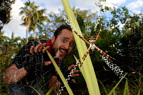Man looking frightened by spider, Silver Argiope (Argiope argenta) on web, Florida, USA, March 203.