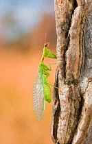Green Mantidfly (Zeugomantispa minuta) portrait, Southern Appalachians, South Carolina, USA, November.