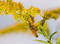 European Honey Bee (Apis mellifera) caught by Ambush Bug (Phymata) on Goldenrod plant (Solidago) Southern Appalachians, South Carolina, USA, September.