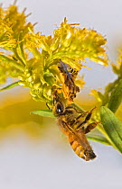 European Honey Bee (Apis mellifera) caught by Ambush Bug (Phymata) on Goldenrod plant (Solidago) Southern Appalachians, South Carolina, USA, September.