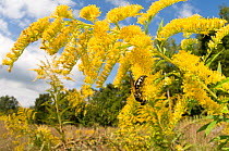 Scoliid Wasp (Scoliidae) on Goldenrod flowers (Solidago) Southern Appalachians, South Carolina, USA, September.