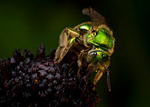 Metallic Green Bee (Augochloropsis metallica) on Black-eyed susan (Rudbeckia fulgia) Southern Appalachians, South Carolina, USA, August.