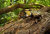 Eastern Hercules Beetle (Dynastes tityus)  Southern Appalachians, South Carolina, USA, June.