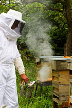 Russell Flynn from Gwent Beekeepers wearing protective bee keeping suit, smoking Honey bee (Apis meliffera) hive, Pontypool, Wales, UK, July 2014.