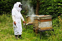 Russell Flynn from Gwent Beekeepers wearing protective bee keeping suit, smoking Honey bee (Apis meliffera) hives in old orchard, Pontypool, Wales, UK, July 2014.