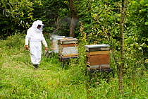 Russell Flynn from Gwent Beekeepers wearing protective bee keeping suit, attending to Honey bee (Apis meliffera) hives in old orchard, Pontypool, Wales, UK, July 2014.