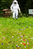 Russell Flynn from Gwent Beekeepers wearing protective bee keeping suit, attending to Honey bee (Apis meliffera) hives in flower meadow, Pontypool, Wales, UK, July 2014.