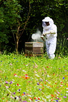 Russell Flynn from Gwent Beekeepers wearing protective bee keeping suit, attending to Honey bee (Apis meliffera) hives in flower meadow, Pontypool, Wales, UK, July 2014.