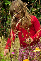 Young girl looking at native wild flowers planted in school garden to attract bees. Part of the Friends of the Earth national 'Bee Friendly' campaign,South Wales,UK, July 2014. MRDELETE