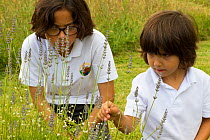 Young boys looking at Lavender (Lavandula sp) flowers planted in school garden to attract bees. Part of the Friends of the Earth national 'Bee Friendly' campaign,South Wales,UK, July 2014. MRDELETE