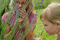 Young girls looking at Lavender (Lavandula sp) flowers planted in school garden to attract bees. Part of the Friends of the Earth national 'Bee Friendly' campaign,South Wales,UK, July 2014. MRDELETE