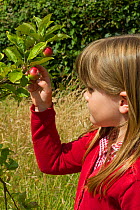 Young girl looking at ripening apples (Malus domestica) planted in school garden to attract bees. Part of the Friends of the Earth national 'Bee Friendly' campaign,South Wales,UK, July 2014. MRDELETE