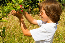 Young boy looking at ripening apples (Malus domestica) planted in school garden to attract bees. Part of the Friends of the Earth national 'Bee Friendly' campaign,South Wales,UK, July 2014. MRDELETE
