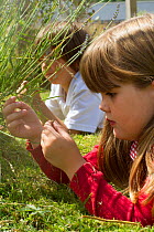 Primary school children looking at Lavender (Lavandula sp) flowers planted in school garden to attract bees. Part of the Friends of the Earth national 'Bee Friendly' campaign,South Wales,UK, July 2014...