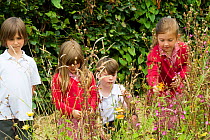 Group of Primary school children looking at native wild flowers including Red Campion (Silene dioica) planted in school garden to attract bees. Part of the Friends of the Earth national 'Bee Friendly'...