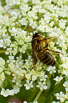 Dead Honey bee (Apis mellifera) on Wild carrot (Daucus carotta) flowers, cause of death unknown. Cwmbran, South Wales, UK, July.