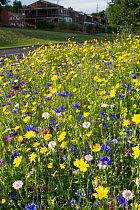 Wildflowers including Corn marigolds (Chrysanthemum segetum) and Cornflowers (Centaurea cyanus) planted on roadside to attract bees. Part of the Friends of the Earth 'Bee Friendly' campaign with the B...