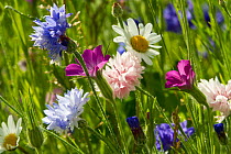 Corncockle (Agrostemma githago), Cornflowers (Centaurea cyanus) and Ox eye daisies (Chrysanthemum leucanthemum) planted to attract bees as part of the Friends of the Earth 'Bee Friendly' campaign. Sou...