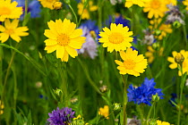 Corn marigolds (Chrysanthemum segetum) and Cornflowers (Centaurea cyanus) planted to attract bees as part of the Friends of the Earth 'Bee Friendly' campaign. South Wales, UK, July 2014.