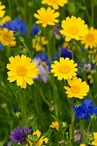 Corn marigolds (Chrysanthemum segetum) and Cornflowers (Centaurea cyanus) planted to attract bees as part of the Friends of the Earth 'Bee Friendly' campaign. South Wales, UK, July 2014.