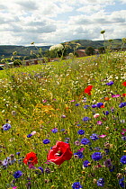 Wildflowers including Wild carrot (Daucus carota), Poppies (Papaver sp) and Cornflowers (Centaurea cyanus) planted in community green space to attract bees. Part of a collaboration between Bron Afon c...