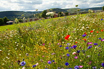 Wildflowers including Wild carrot (Daucus carota) and Cornflowers (Centaurea cyanus) planted in community green space to attract bees. Part of collaboration between Bron Afon community Housing Trust a...