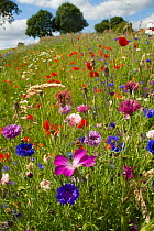 Wildflowers including Corncockle (Agrostemma githago), Poppies (Papaver sp) and Cornflowers (Centaurea cyanus) planted in community green space to attract bees. Part of a collaboration between Bron Af...