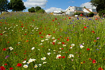 Wildflowers including Poppies (Papaver sp), Ox eye daisies (Chrysanthemum leucanthemum) and Cornflowers (Centaurea cyanus) planted in community green space to attract bees. Part of a collaboration bet...