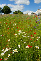 Wildflowers including Poppies (Papaver sp) and Ox eye daisies (Chrysanthemum leucanthemum) planted in community green space to attract bees. Part of a collaboration between Bron Afon community Housing...