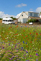 Wildflowers including Poppies (Papaver sp), Ox eye daisies (Chrysanthemum leucanthemum) and Cornflowers (Centaurea cyanus) planted in community green space to attract bees. Part of a collaboration bet...