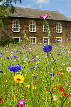 Wildflower garden outside old Welsh chapel. Sown to attract bees as part of the Friends of the Earth 'Bee Friendly' campaign with the Bron Afon Community Housing Association, Cwmbran, South Wales, UK....