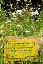 'Bee Friendly' sign amongst wildflowers, part of Friends of the Earth project in partnership with Bron Afon Housing Association. Llantarnam Industrial Park, Cwmbran, South Wales, UK. July 2014.